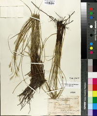 Carex exilis image