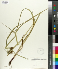 Carex folliculata image