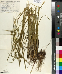 Carex folliculata image