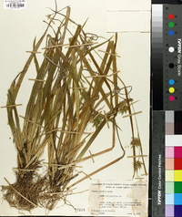 Carex folliculata image