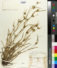 Carex folliculata image