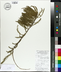 Taxodium ascendens image