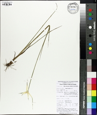 Rhynchospora colorata image