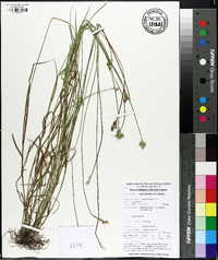 Carex albolutescens image