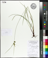 Carex elliottii image