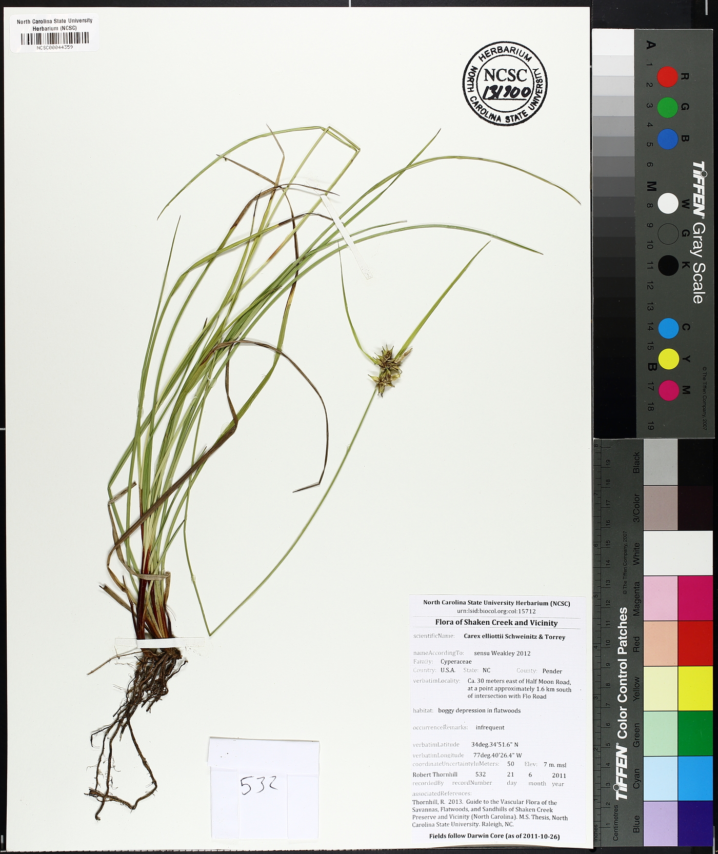 Carex elliottii image