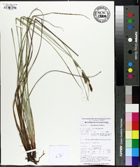 Carex glaucescens image