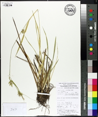 Carex lonchocarpa image