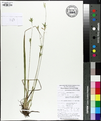 Carex lonchocarpa image