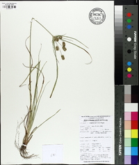 Cyperus retrorsus image