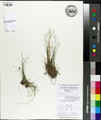 Eleocharis microcarpa image