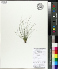 Eleocharis microcarpa image