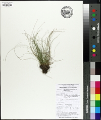 Eleocharis microcarpa image