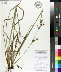 Rhynchospora caduca image