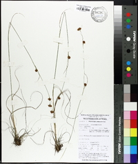 Rhynchospora filifolia image