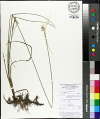 Rhynchospora latifolia image