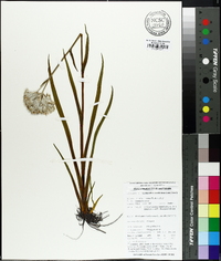 Lachnanthes caroliniana image