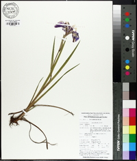 Iris tridentata image