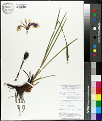 Iris tridentata image