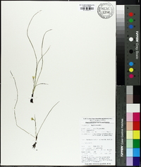 Hypoxis sessilis image