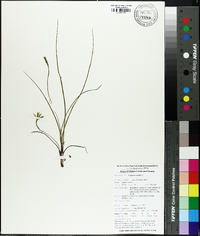 Hypoxis sessilis image