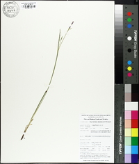 Sisyrinchium atlanticum image