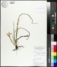 Iris verna image