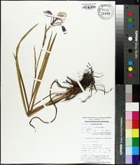 Iris tridentata image