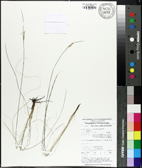 Sisyrinchium capillare image