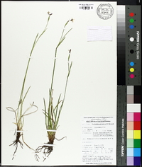 Sisyrinchium atlanticum image