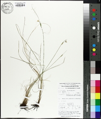 Sisyrinchium capillare image