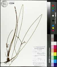 Juncus coriaceus image