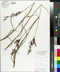 Juncus elliottii image