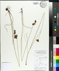 Juncus megacephalus image