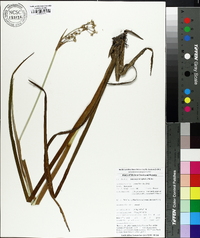 Juncus polycephalos image