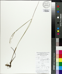 Juncus pelocarpus image