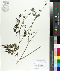 Bidens bipinnata image