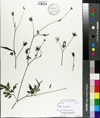 Bidens bipinnata image