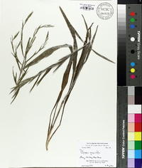 Pityopsis graminifolia image