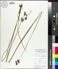 Juncus scirpoides image