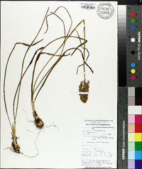 Amianthium muscitoxicum image