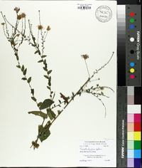 Symphyotrichum patens image