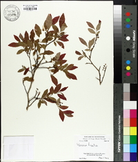 Vaccinium fuscatum image