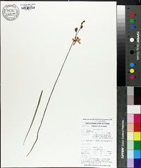 Calopogon pallidus image