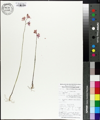 Calopogon barbatus image