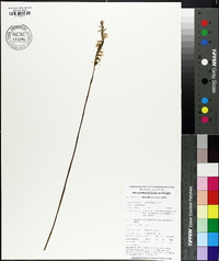 Spiranthes cernua image