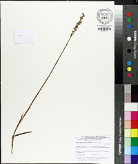 Spiranthes cernua image