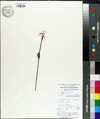 Pogonia ophioglossoides image