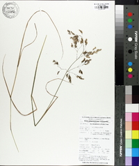Agrostis altissima image