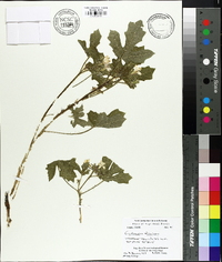 Cnidoscolus urens image